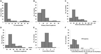 Exploring the linkage between root system architecture and grain iron content in wheat (Triticum aestivum L.)